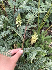 Astragalus pycnostachyus