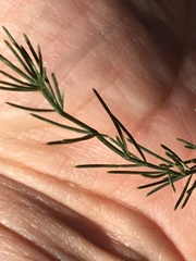 Asparagus officinalis