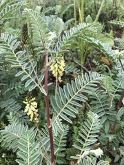 Astragalus pycnostachyus