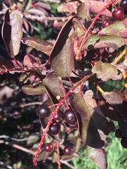 Prunus virginiana