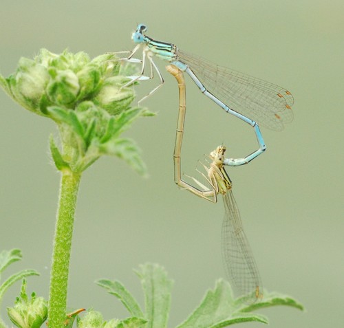 Baltakojė strėliukė nuotrauka