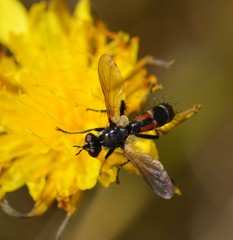 Cylindromyia interrupta