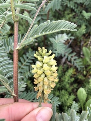 Astragalus pycnostachyus