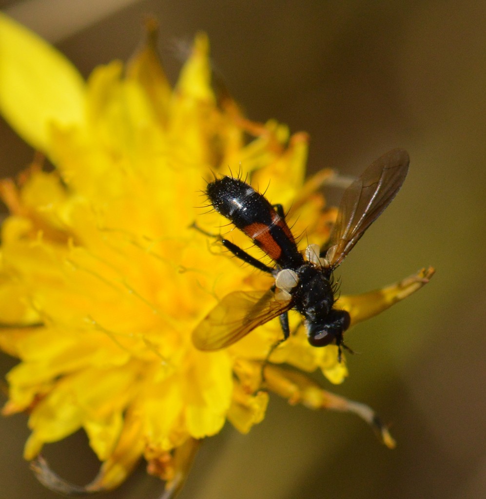 Cylindromyia interrupta