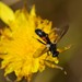 Cylindromyia interrupta - Photo (c) David Anderson, some rights reserved (CC BY-NC-SA), uploaded by David Anderson
