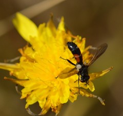 Cylindromyia interrupta