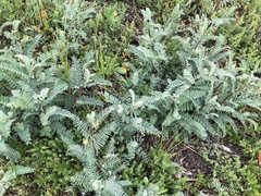 Astragalus pycnostachyus