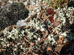 Cladonia caroliniana