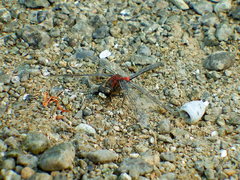 Leucorrhinia proxima