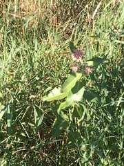 Asclepias speciosa