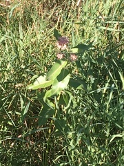 Asclepias speciosa