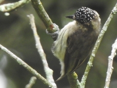 Grayish Piculet photo 4