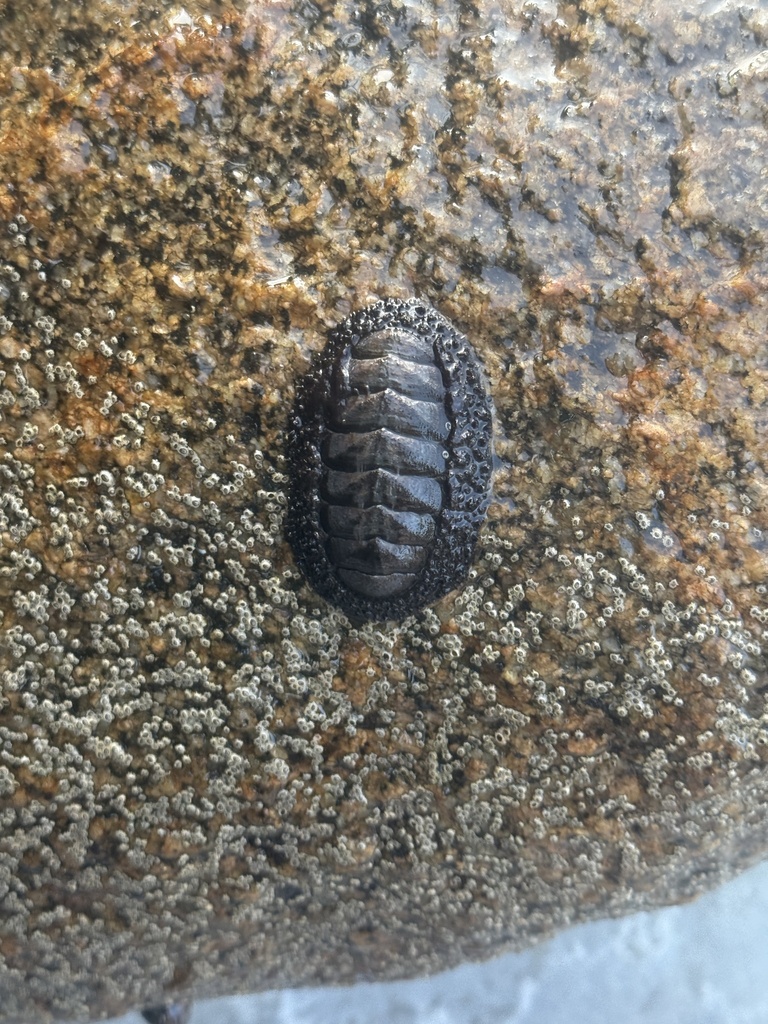 Acanthopleura testudo