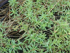 Portulaca smallii