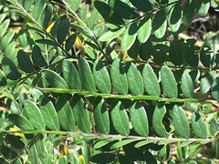 Gleditsia triacanthos
