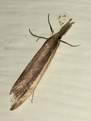 Donacaula albicostellus