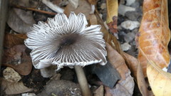 Agaricus endoxanthus