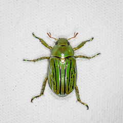 Chrysina gloriosa
