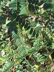 Gleditsia triacanthos