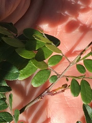 Gleditsia triacanthos