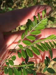 Gleditsia triacanthos