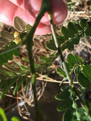 Gleditsia triacanthos