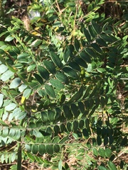 Gleditsia triacanthos