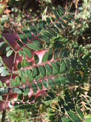 Gleditsia triacanthos