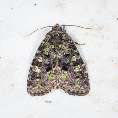 Paramiana smaragdina