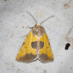 Stiria dyari