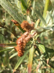 Salix exigua