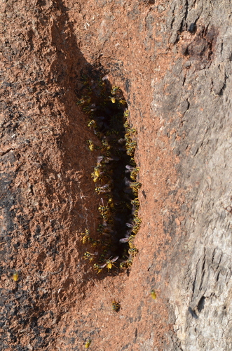 German yellowjacket