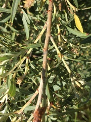 Salix exigua