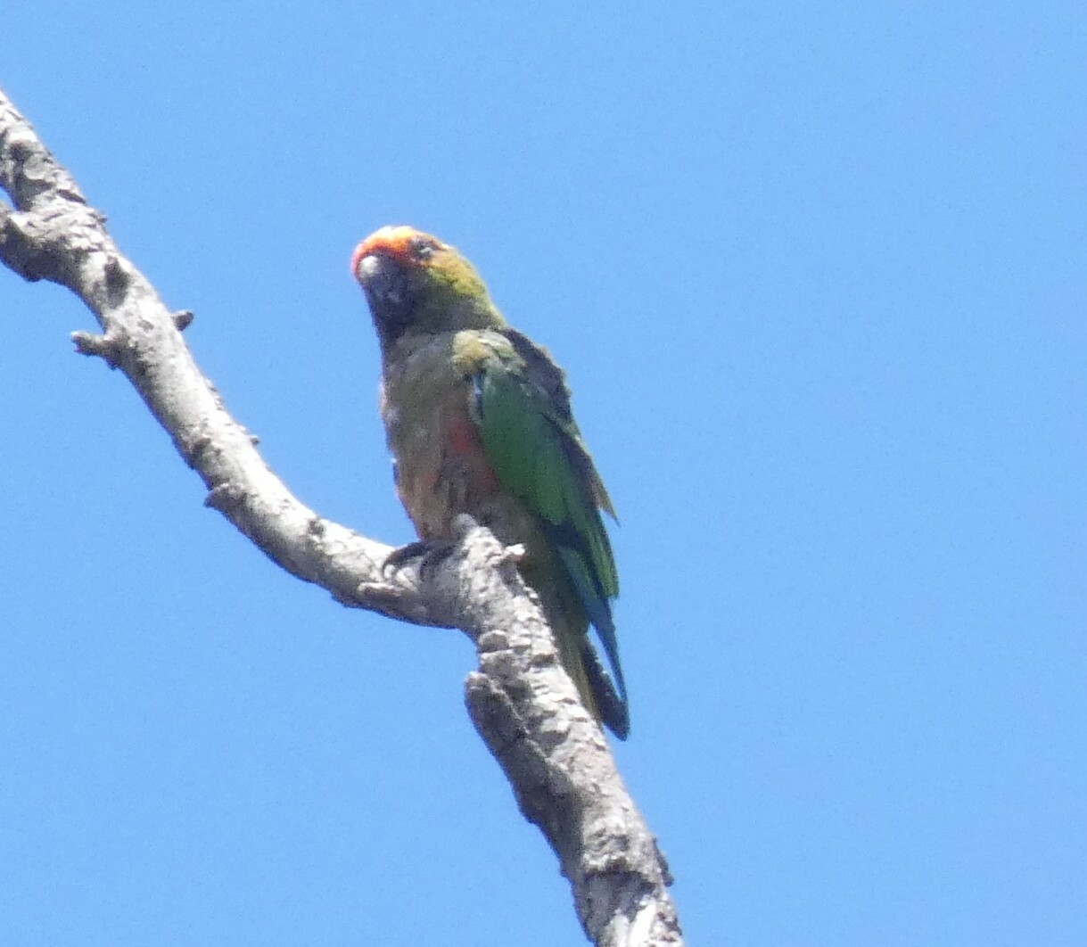Golden-capped Parakeet (Aratinga auricapillus), photo 3