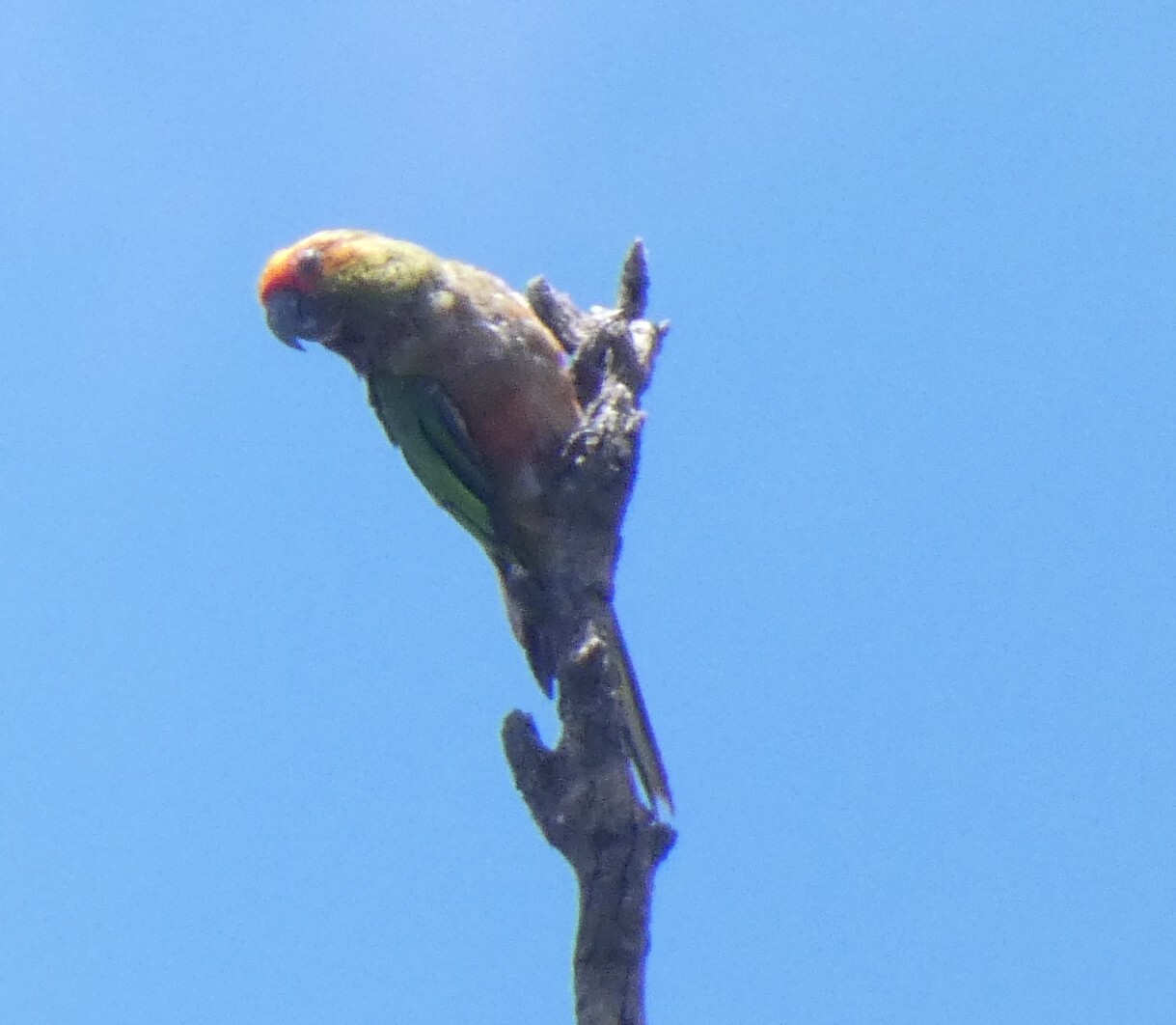 Golden-capped Parakeet (Aratinga auricapillus), photo 4