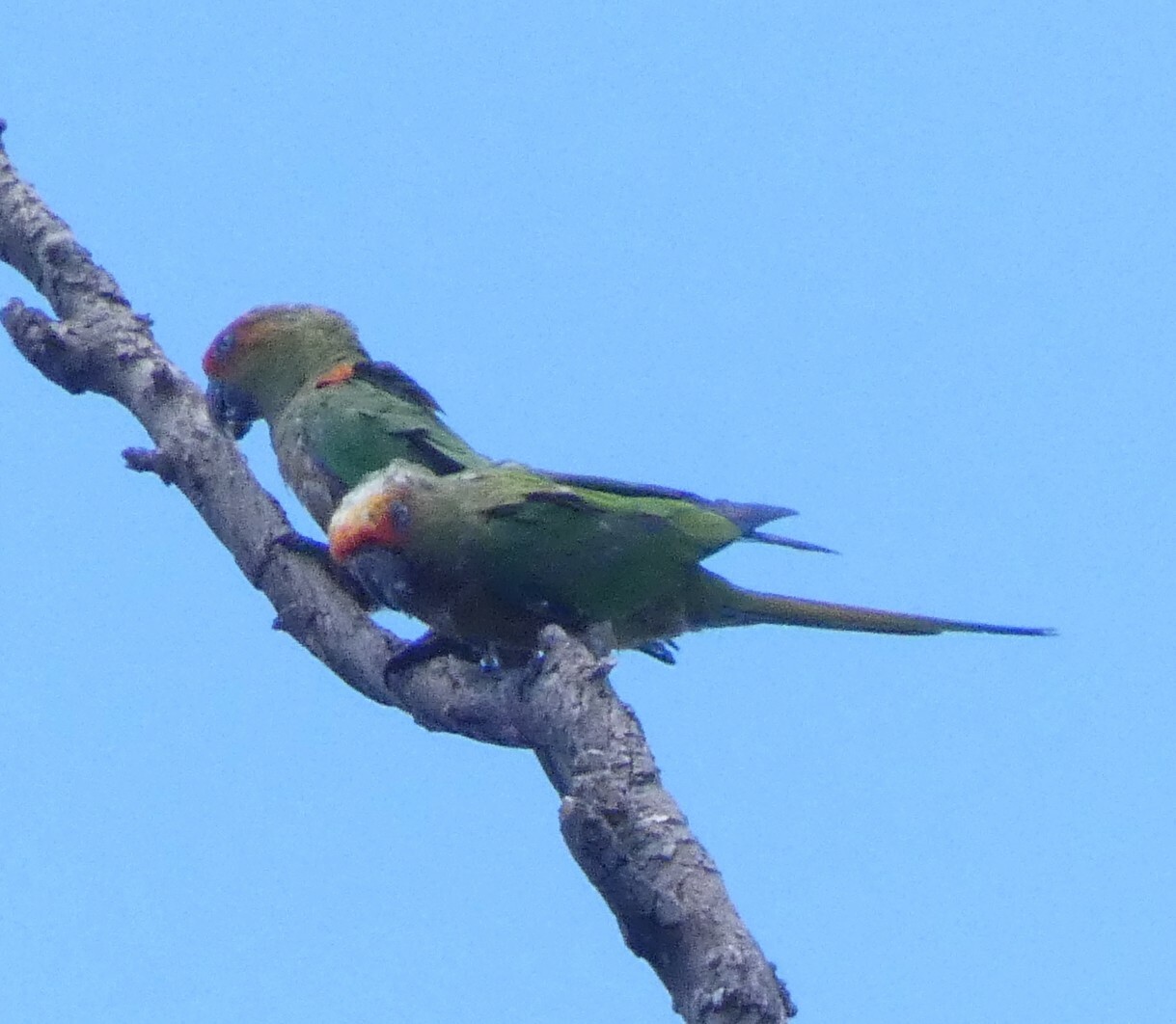 Golden-capped Parakeet (Aratinga auricapillus), photo 5