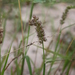 Indian Sandbur - Photo (c) Marco Schmidt, some rights reserved (CC BY-NC-SA)