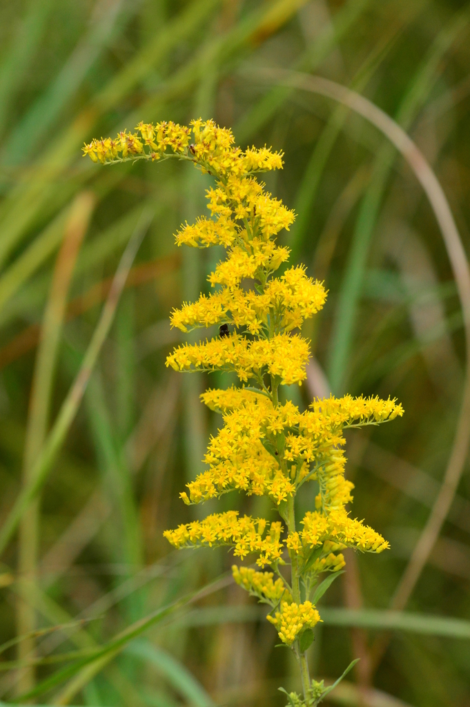 field goldenrod (Common Southern New York Plants/Trees) · iNaturalist