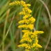 Field Goldenrod - Photo (c) Mark Kluge, some rights reserved (CC BY-NC-ND), uploaded by Mark Kluge