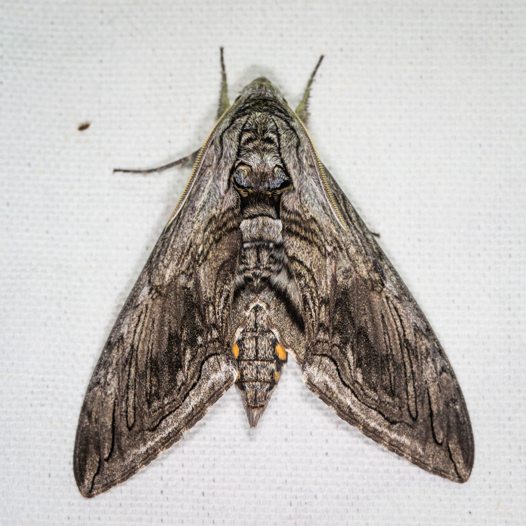 Five Spotted Hawk Moth Common Moth And Butterflies Of Indiana · Inaturalist