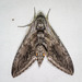 Five-spotted Hawkmoth - Photo (c) Jim &amp; Lynne Weber, some rights reserved (CC BY-NC), uploaded by Jim &amp; Lynne Weber