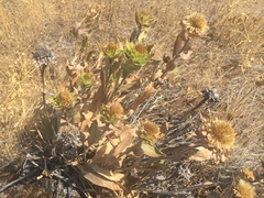 Pyrrocoma carthamoides