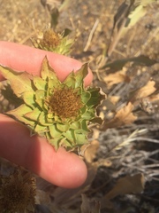 Pyrrocoma carthamoides