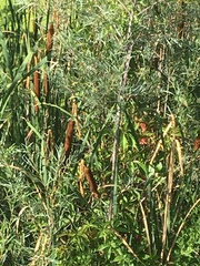 Typha