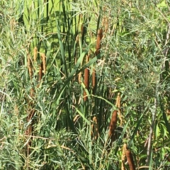 Typha