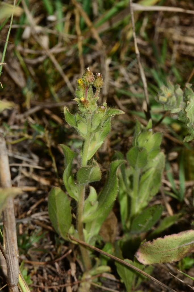 Blumea bifoliata (Blumea bifoliata)