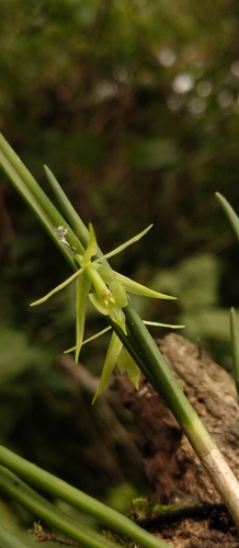 Epidendrum porquerense F.Lehm. & Kraenzl.