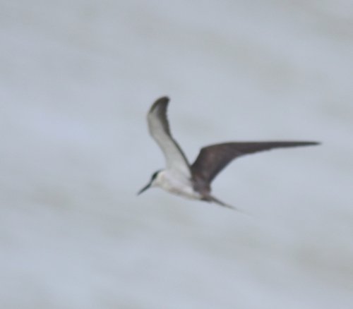 Charrán embridado (Onychoprion anaethetus)
