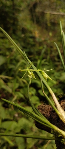 Epidendrum porquerense F.Lehm. & Kraenzl. 2