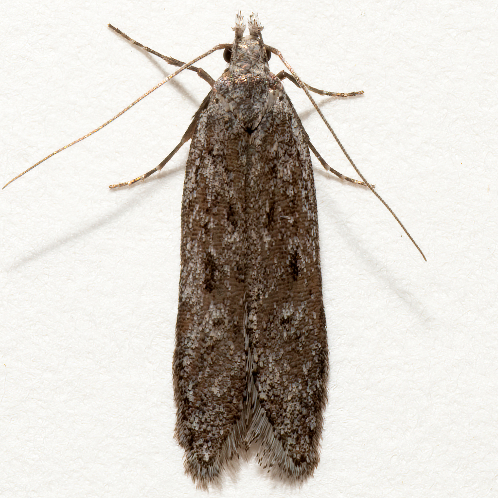 Gelechia monella